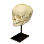 Replica 1-year-old Human Child Skull – Calvarium Cut
