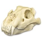 Replica African Lion Skull – Extra Large