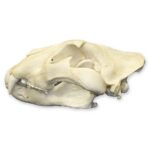 Replica African Lion Skull – Extra Large