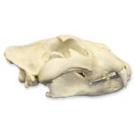 Replica African Lion Skull – Extra Large
