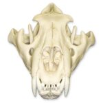 Replica African Lion Skull – Extra Large