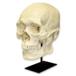 Replica Human Skull – Robust Asian Male