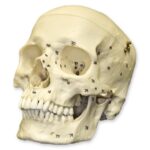 Replica Human European Male Skull – Calvarium Cut and Numbered