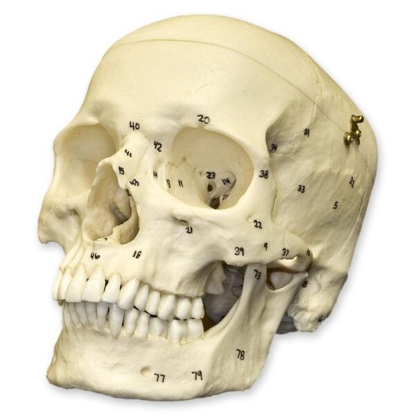 Replica Human European Male Skull – Calvarium Cut and Numbered