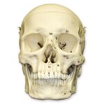Replica Human European Male Skull – Calvarium Cut and Numbered