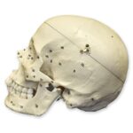 Replica Human European Male Skull – Calvarium Cut and Numbered