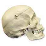 Replica Human European Male Skull – Calvarium Cut and Numbered