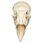 Replica Andean Condor Skull