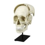 Replica Human Medical Study Skull – Articulated