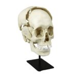 Replica Human Medical Study Skull – Articulated