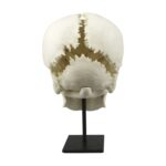 Replica Human Medical Study Skull – Articulated