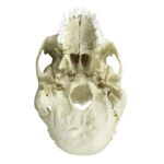 Replica Human Medical Study Skull – Articulated