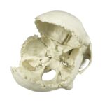 Replica Human Medical Study Skull – Articulated