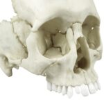 Replica Human Medical Study Skull – Articulated