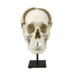 Replica Human Medical Study Skull – Articulated
