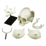 Replica Human Medical Study Skull – Articulated