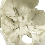 Replica Human Medical Study Skull – Articulated