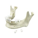 Replica Human Medical Study Skull – Articulated
