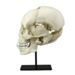 Replica Human Medical Study Skull – Articulated