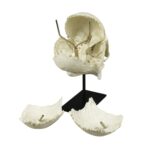 Replica Human Medical Study Skull – Articulated
