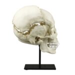 Replica Human Medical Study Skull – Articulated