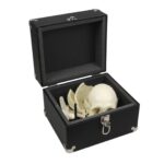 Replica Human Medical Study Skull – Articulated