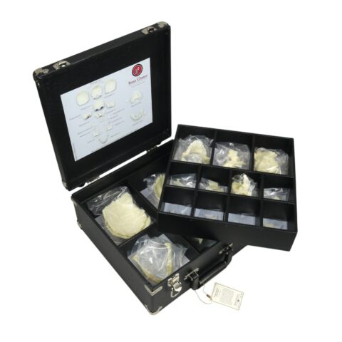 Replica Human Medical Study Skull - Disarticulated