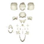 Replica Human Medical Study Skull – Disarticulated