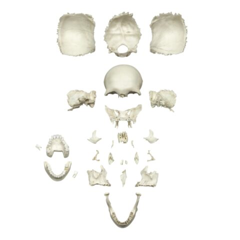 Replica Human Medical Study Skull - Disarticulated