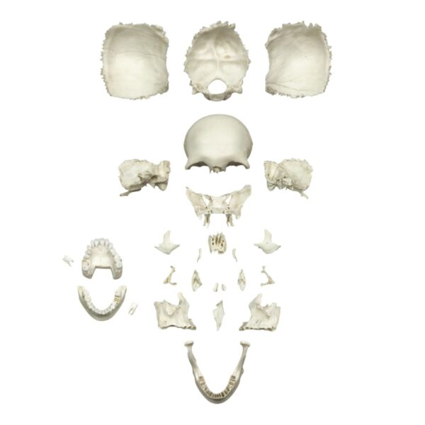 Replica Human Medical Study Skull – Disarticulated