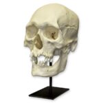 Replica Human Skull – Polynesian Male