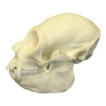 Replica Saki Monkey Skull