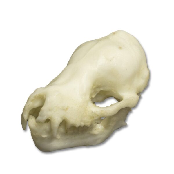 Replica Cave Myotis Bat Skull