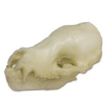 Replica Cave Myotis Bat Skull