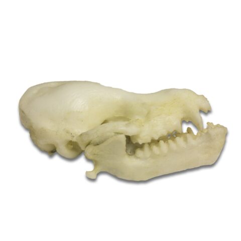 Replica Cave Myotis Bat Skull