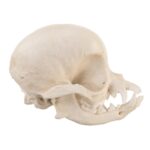 Replica Domestic Dog Skull – Apple Head Chihuahua