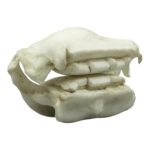 Replica Cownose Ray Jaw