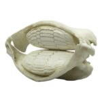 Replica Cownose Ray Jaw
