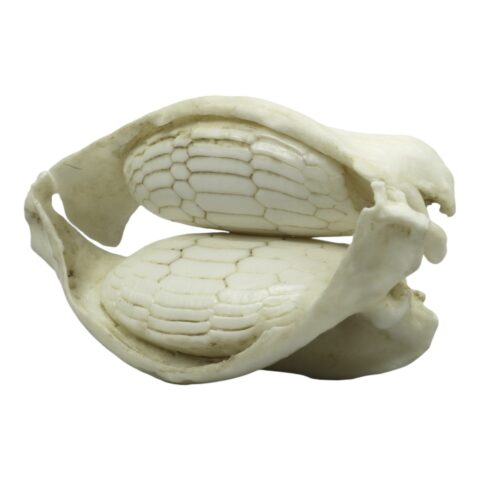 Replica Cownose Ray Jaw