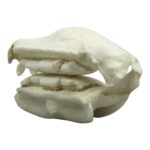 Replica Cownose Ray Jaw