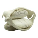 Replica Cownose Ray Jaw
