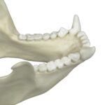 Replica Tufted Capuchin Skull