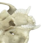 Replica Tufted Capuchin Skull
