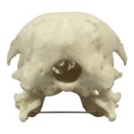 Replica King Penguin Skull
