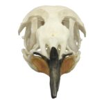 Replica King Penguin Skull