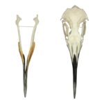 Replica King Penguin Skull