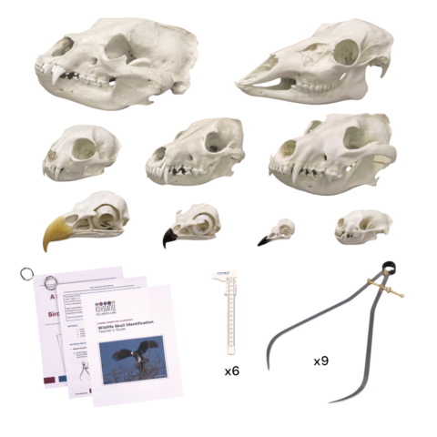 Replica Wildlife Skull Identification Forensic Set