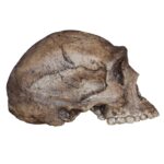 Replica Homo erectus Skull (Economy Cranium)