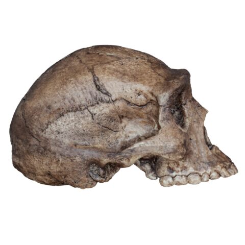 Replica Homo erectus Skull (Economy Cranium)