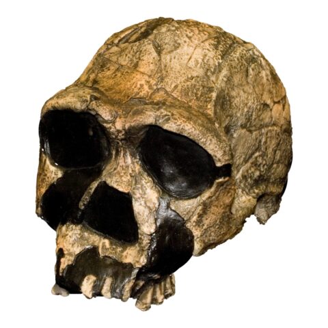 Replica Homo Ergaster KNM ER 3733 Skull - 1176.6053 g